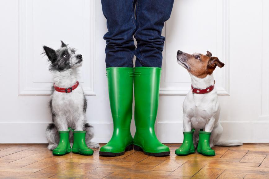 dogs in boots